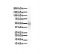 Ppara antibody - C-terminal region